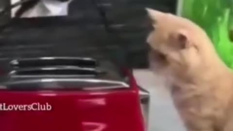 Funny Cat and Dog Video 2022🤣🤣🤣🤣