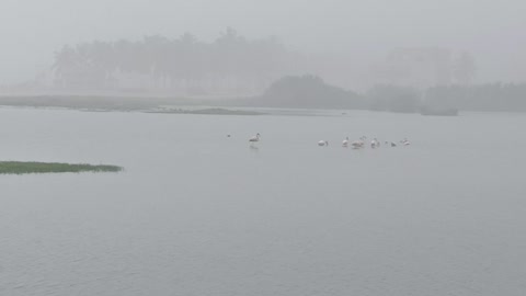 Rainy morning and birds enjoying in the lake
