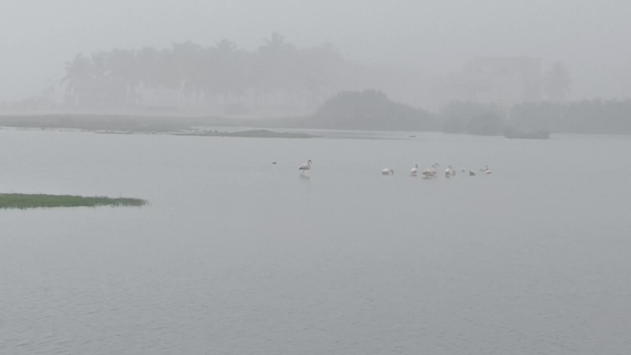 Rainy morning and birds enjoying in the lake