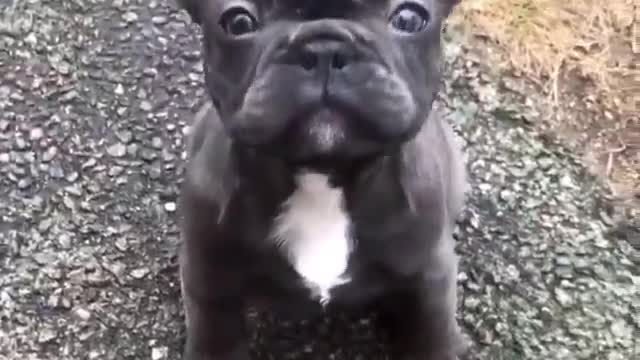 “What a Cutie Pie!” - French Bulldog