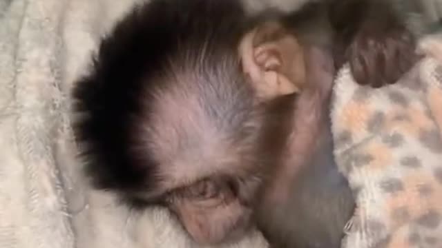 video of cute little monkey taking a bath.