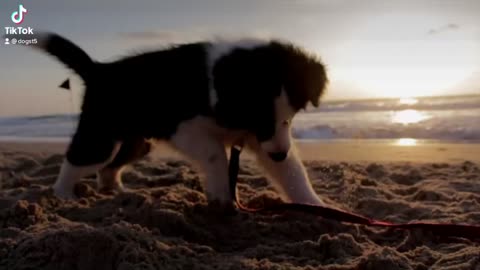 Dogs and sunset