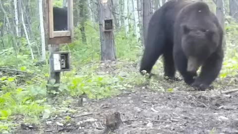 Bear and Mirror