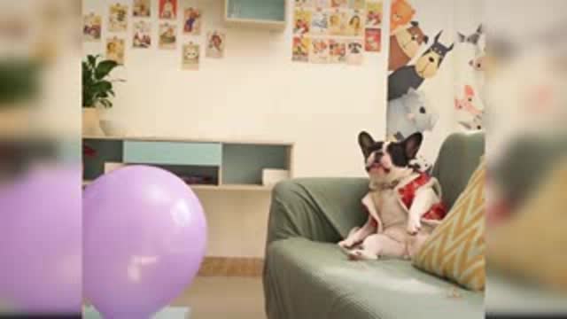 Cute and Funny Dog Videos Compilation | Aww Animals
