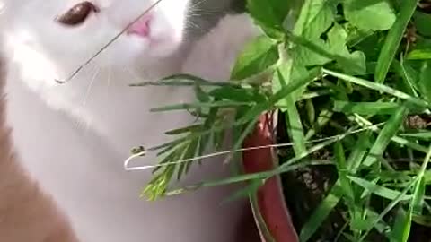 Funny Cat Clips!