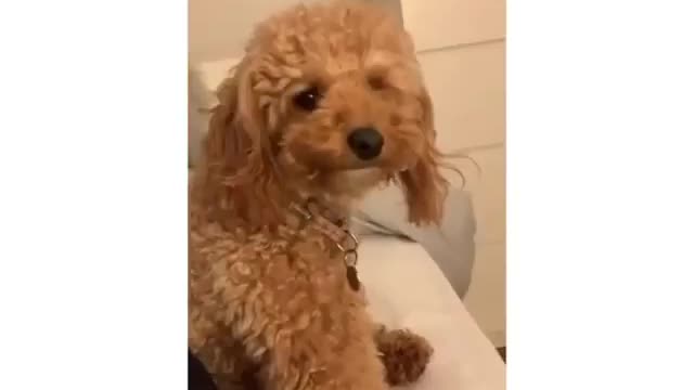 Aquí cantándole a mi Dog