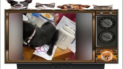 Funny animal videos 🤣🤣