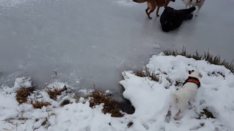 All black slip ice faceplant dogs