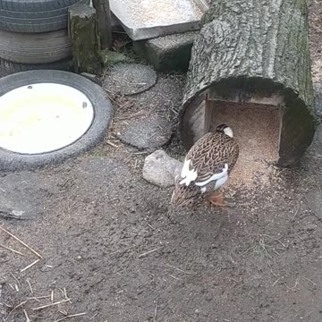 The youngest hens are enjoying the good weather ;-)