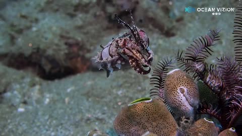 Camouflage of the Cuttlefish