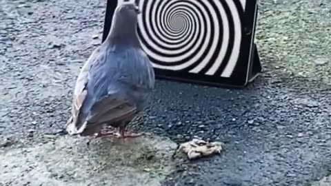 Feathered Fascination: Pigeon Mesmerized by Hypnotism!