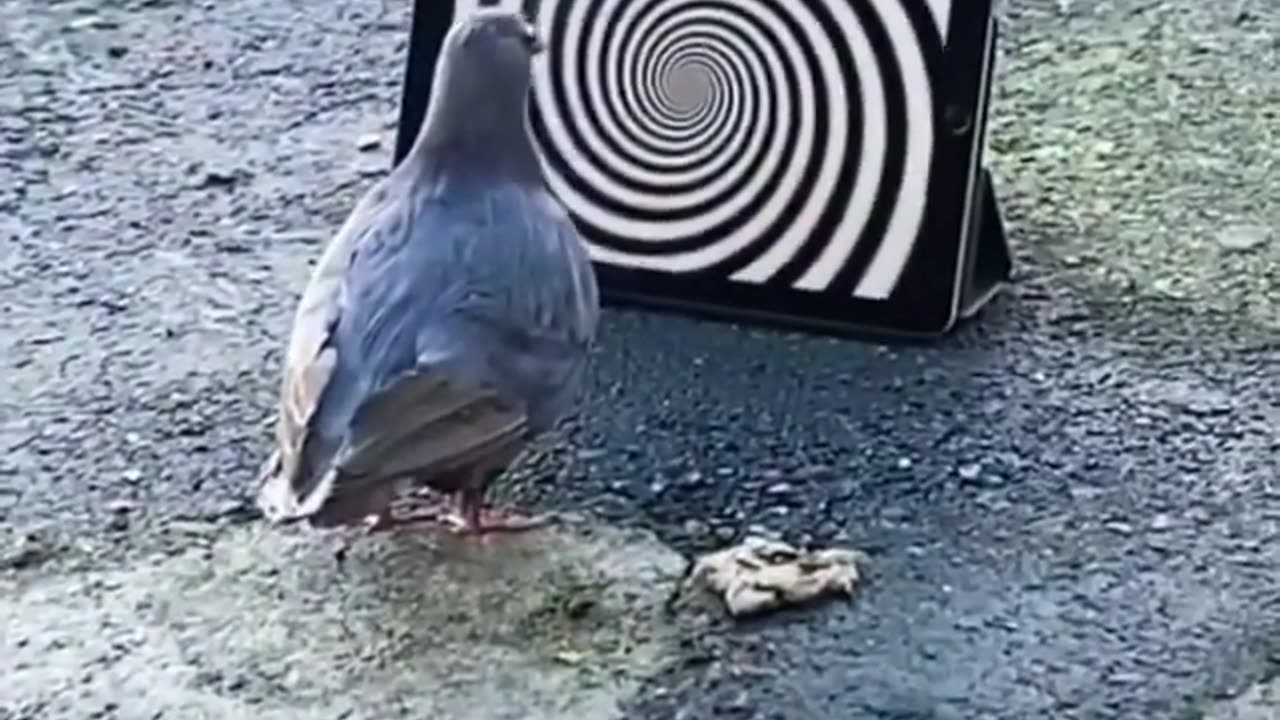 Feathered Fascination: Pigeon Mesmerized by Hypnotism!