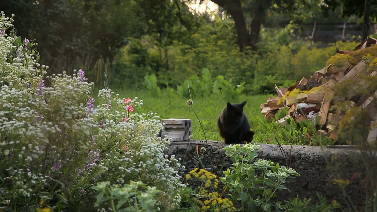 Keep Cats Out Of Your Yards