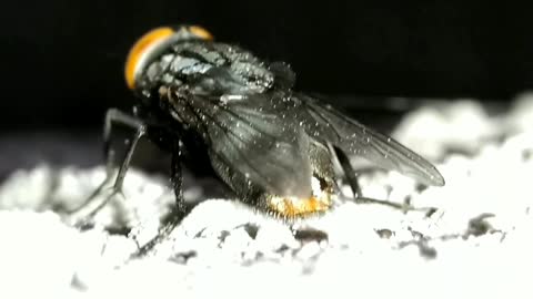 Sony RX 10 Mark 4 sample video 4k