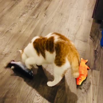 Seems my spoiled cutie is so busy...