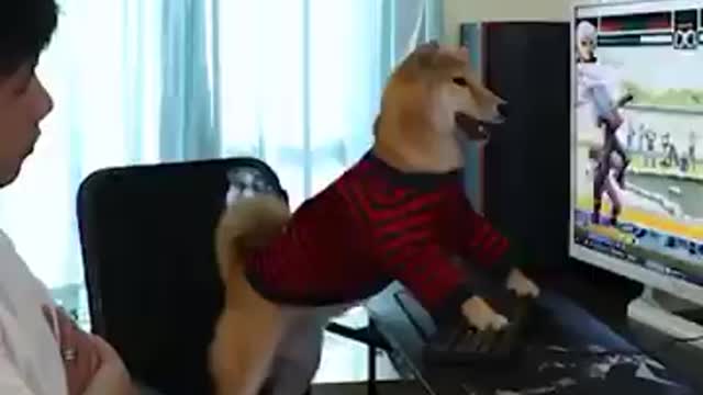 Dog Doge Playing Game