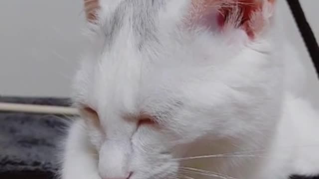 A cat sleeping on a hammock