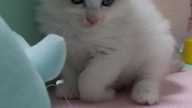 The cute cat looks at us.