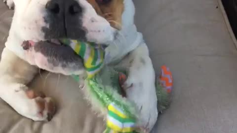 Bulldog runs on deck and slips while carrying green toy to owner