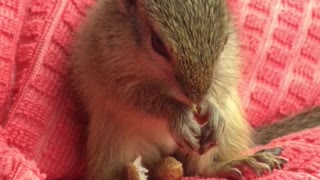 Baby pet squirrel enjoys snack during road trip