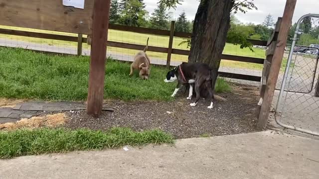 Hungry pup chews sister's foot while she's sleeping