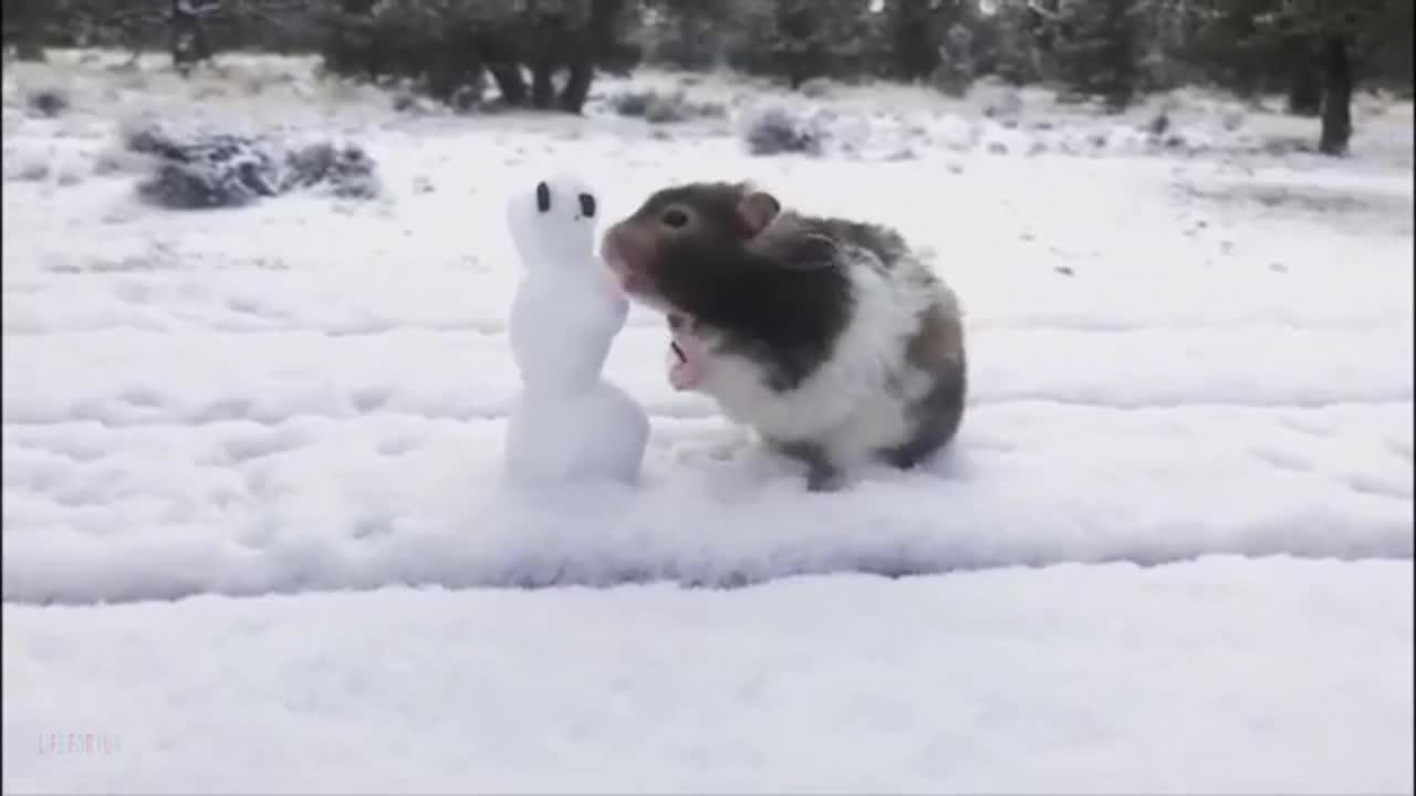 Squirrel playing with snowman