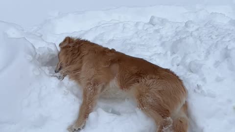 Golden Retriever Tries To Burrow