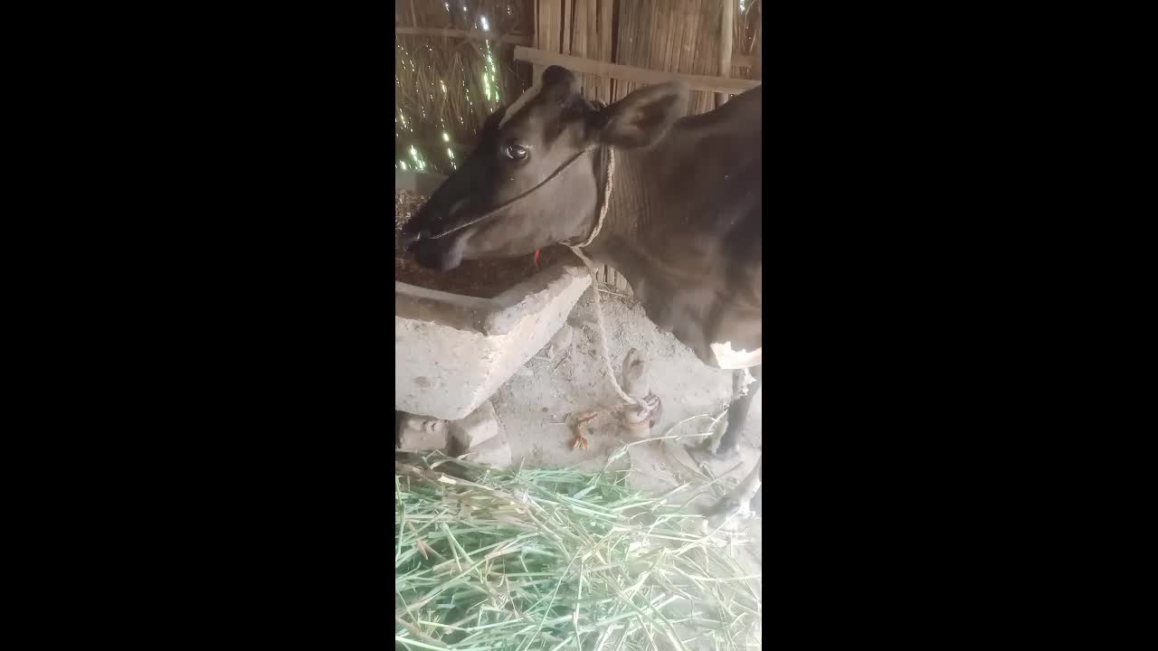 1 cow funny blog brand in India