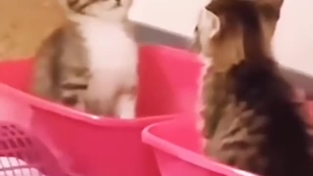 Cute Cats starring at each other 😂 Try not to laugh!!!