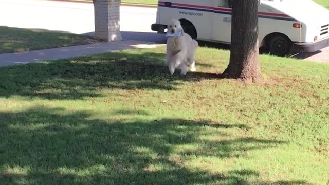 Mail Delivery Gone to the Dog