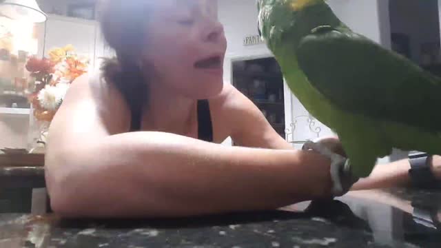 Cody/Coco the parrot laughs and kisses all during playtime