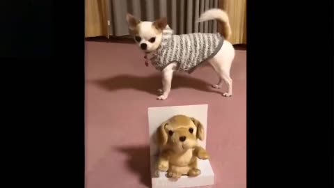 Funny Cute pets laugh