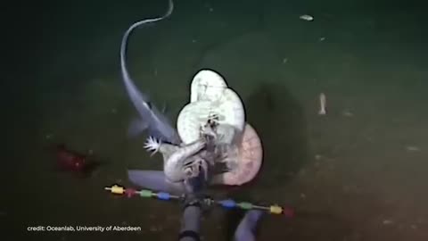 See Why Do Deep Sea Creatures Evolve Into Giants??