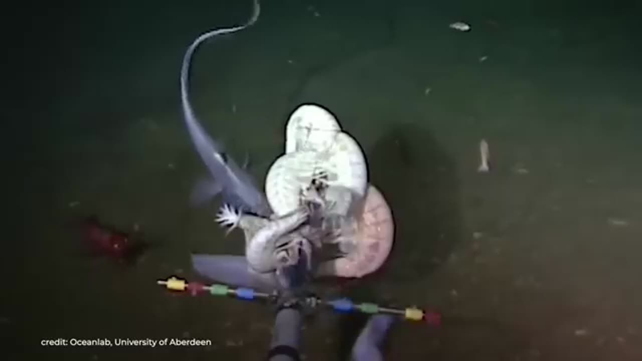 See Why Do Deep Sea Creatures Evolve Into Giants??