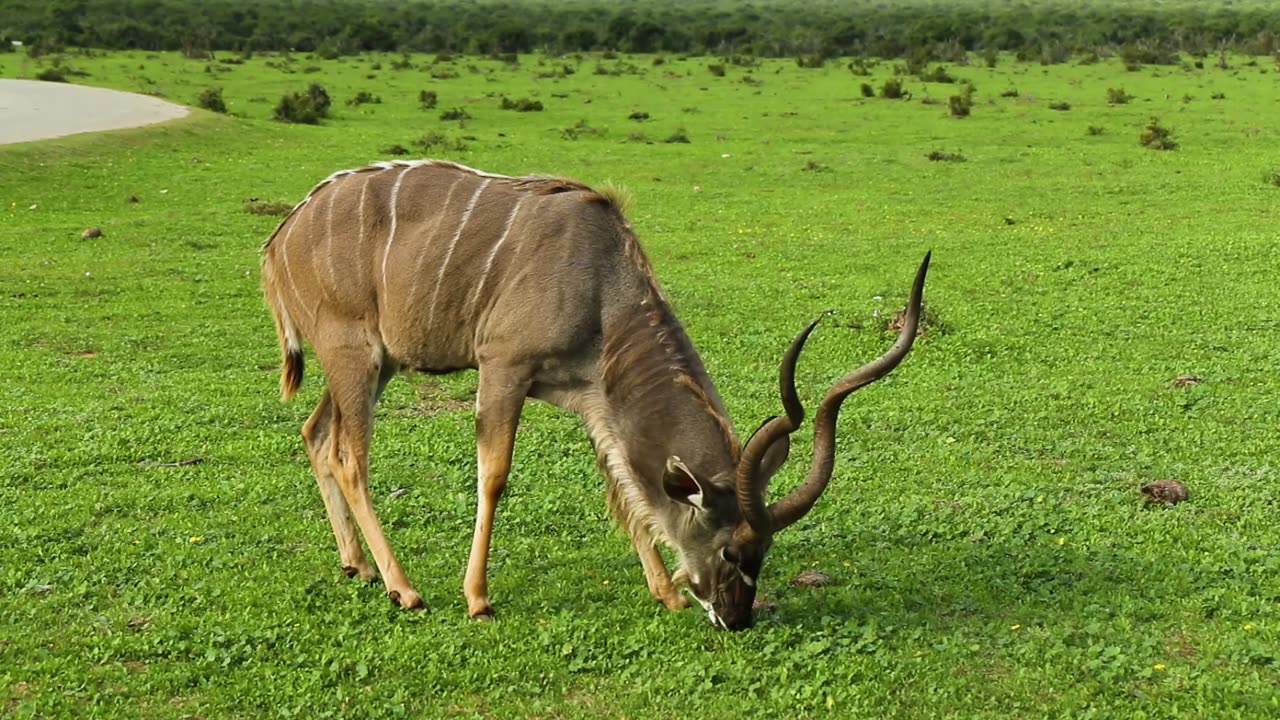 Rare And Unique Animals Video