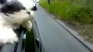 Dog out car window.3gp