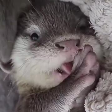 A very cute baby otter