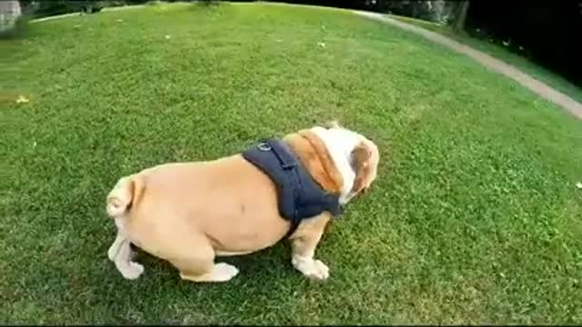 Cute and funny animals || Dog videos || Cat videos