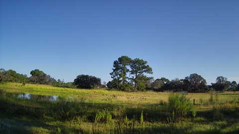 Venus Ranch and the Whistling Ducks