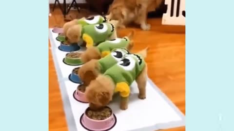 Dog save your cutes dole & eating process