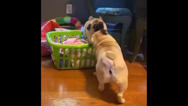 Cute and Funny Pug Puppies Funniest Pug #3