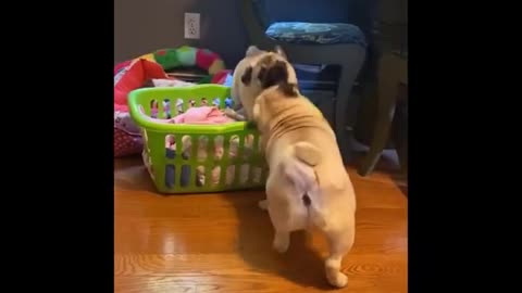 Cute and Funny Pug Puppies Funniest Pug #3