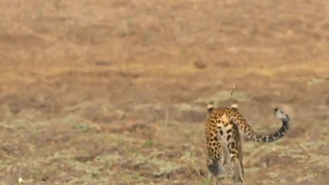 Leopard vs baboons
