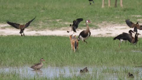 Black-backed jackal walking around White-faced whistling ducks