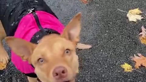 Excited and confused puppy sees snow for first time