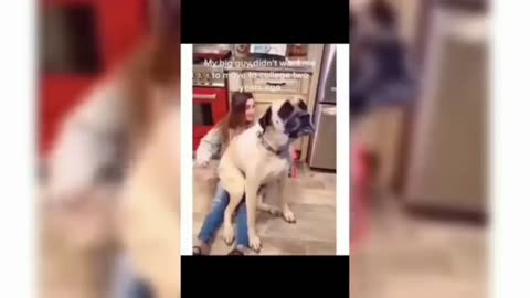 Funny dog 🐶🐕🐕 laughing #dgs videos #vodafon