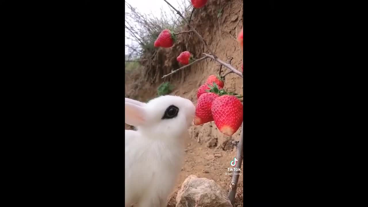 Cute Bunnies That I've Found on Tik Tok - BUNNY COMPILATION p2