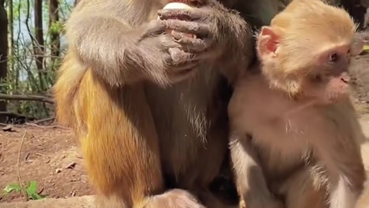 Adorable Monkey Dad's Hilarious Adventures with His Cute Baby Monkey