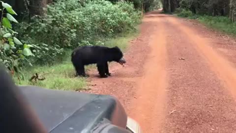 Baby wild bear caught on camera