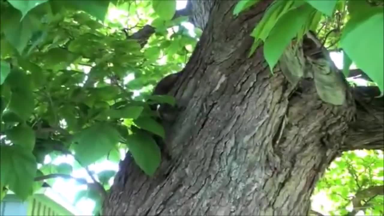 baby raccoons funny videos